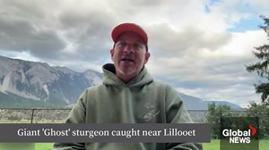 Illusive ‘Ghost’ sturgeon finally caught near Lillooet, B.C.