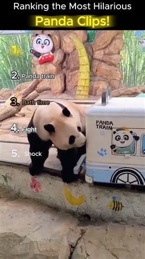 Top 5 Funniest Panda Clips! 😂🐼 | Cute & Silly Moments