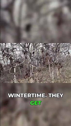 Why Did This Birch Tree Die? Nature's Lesson