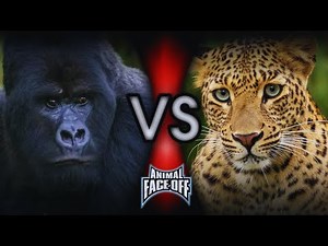 Animal Face-Off: Gorilla vs Leopard Full Battle