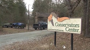 8 Bullets, 3 Tranquilizer Darts Used to Take Down Lion After It Killed Worker at the Conservators Center