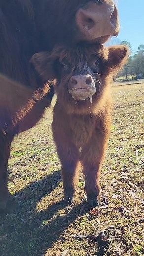 I'm only here to give pets and treats, I promise! Miss Velvet and her momma Strawberry! #highlandcow #cutebabycow #babyanimals #cowsoftiktok #calf #moo #petcow #