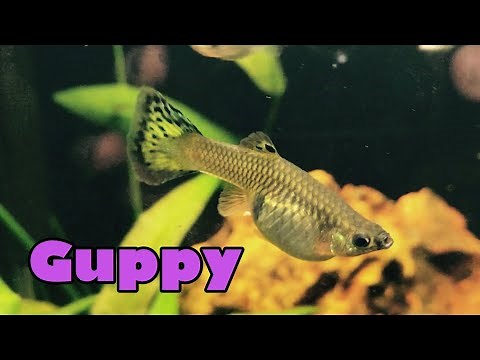 le guppy pour les débutants