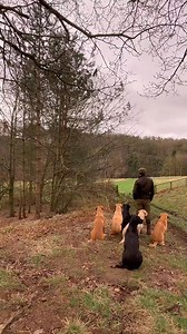 Willis 5 month old Labrador retriever out with the big dogs #labradoretriever #dogs #gundog #cleverdog #virals #reels | Jack Lamothe