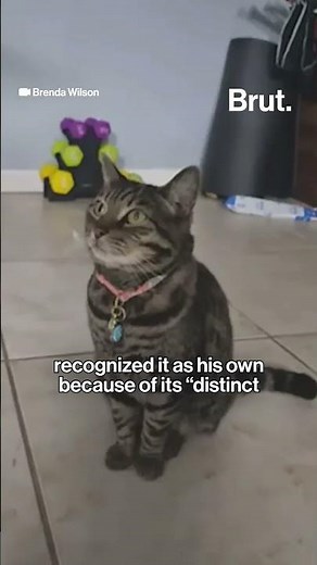 Amazon delivery driver accused of stealing cat claims it is his own pet.