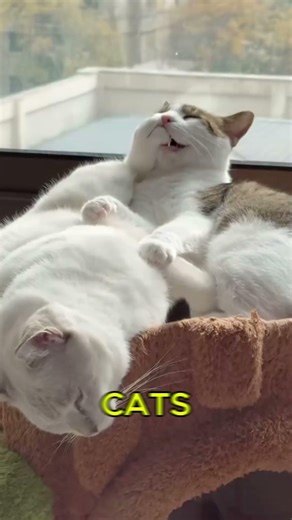 Why Cats Scratch Everything