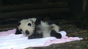 11K views · 962 reactions | Spring is coming and flowers are blooming. Let’s wave our hands and say hi to this beautiful season! #HiPanda | iPanda | Facebook