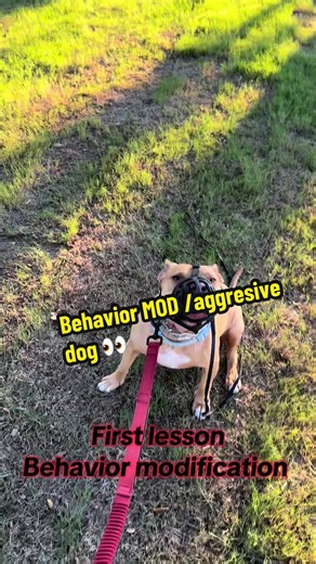 Effective Prong Collar Training for Aggressive Dogs