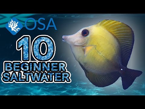 Scopas Tang - 10 Beginner Saltwater Fish