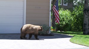 Bear and man spook each other.