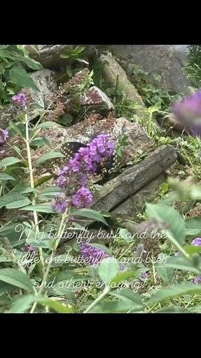 My butterfly bush and the different butterflies and bees and others enjoying! In my back yard. A bit down from the memory tree. Hopefully next year I will have it how I want it and finish it! | Cynthia Marie Vega-Rivera