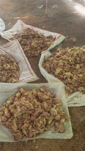 modality high Ho Gaya yaar 🐥 title track #emotional #poultryfarming