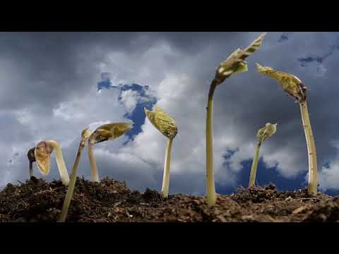 Runner bean germinating underground time lapse. Beans growing with sky background over 6 weeks
