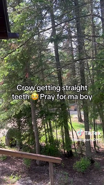 Crow Getting Straight Teeth: A Unique Journey