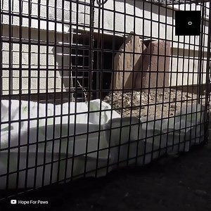 69K views · 2.2K reactions | Une fois qu’elles ont trouvé cette famille de chatons, tout de suite, elles se sont mises au travail pour les sauver. Après un dur travail, elles ont réussi à les attraper et à les emmener dans une maison chaude. | Social | Facebook