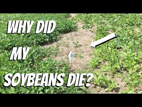 FOOD PLOT HERBICIDES: Safe for brassicas and corn, but kills peas, soybeans, clover, and alfalfa?