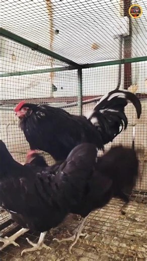 Pellam sells 4 more👈 Australorp to Asakusa 🐣 #rooster #shortvideo #ytshort #shorts #shortvideo