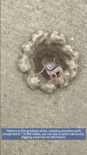 Amazing Sand Crab: How It Dig Burrows on the Beach