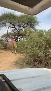 Kenya Wildlife