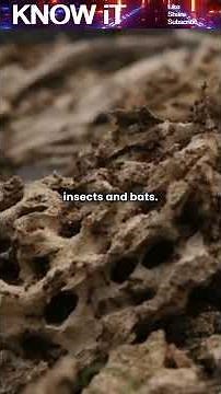 Why Do Caves Have Low Oxygen Content?