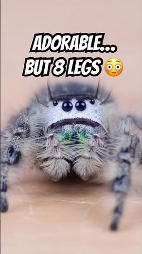 Wait… Spiders Can Be CUTE?