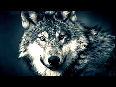 Klingelton Wolf 🐺 Wolfsgeheul als MP3-Download kostenlos für das Handy!