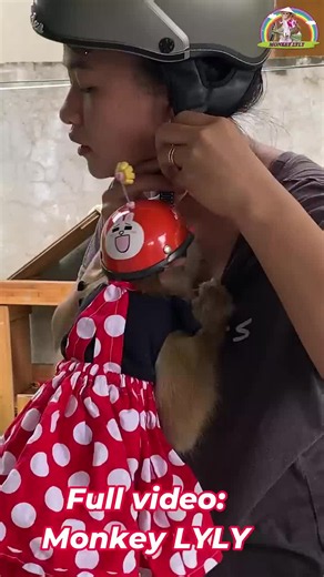 Monkey bibi latest video #cutemonkey #babymonkey #animal #monkeysoftiktok #Foryou