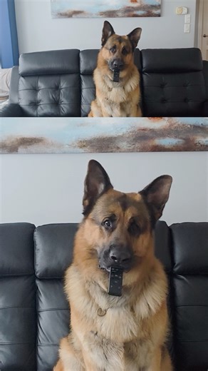 Rex is already on premiere duty — and he’s taking his job very seriously from the best seat in the house 🐶 Catch the first episode of Season 8 TONIGHT on Citytv at 8/7c or stream anytime on Citytv 🐾 | Hudson & Rex