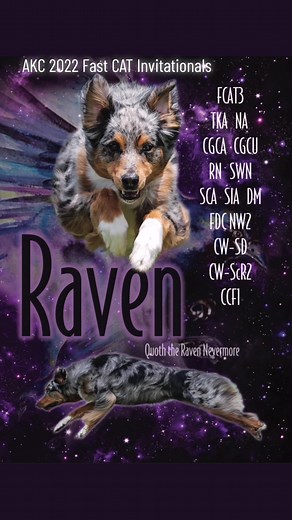 Raven the Aussie on TikTok