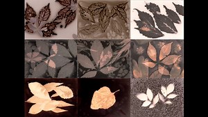 Phytogram Variations