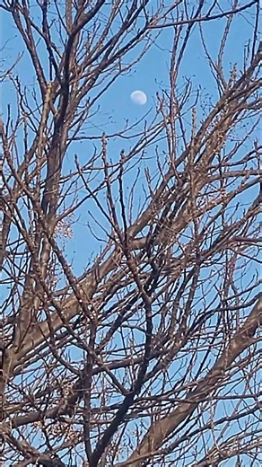 Moonshot.. Samsung S20. #moon #zoom #samsung #filmora #editing #shorts #trending