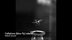 Understanding the neurological code behind how flies fly