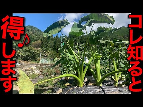 まだ間に合う！大きな里芋を収穫する秘訣。これ知ってると得します。