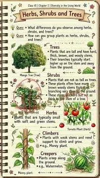 Class 6 Diversity in the Living World #curiosity #science #class6 #ncert #herbs #shrubs #trees