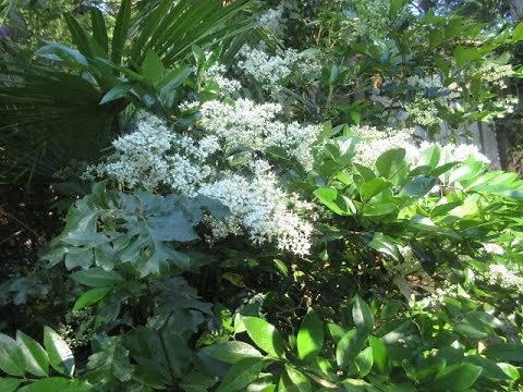Wax-leaf privet a must for every Exotic garden