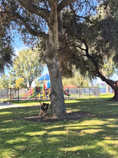 Engaging German Shepherd in Hunting Mode