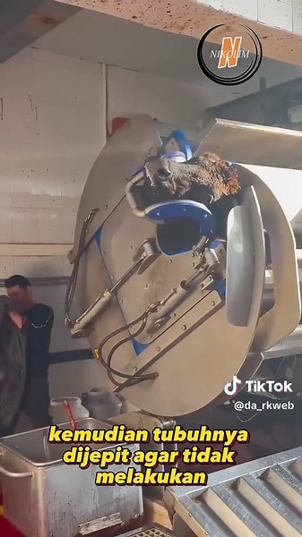 Proses Penyembelihan Sapi dengan Alat Canggih