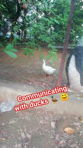 I Tried Communicating with Ducks (And They Answered!)
