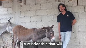 10K views · 599 reactions |  'Donkeys to me are therapeutic and loving'  A donkey means never being alone. | The Donkey Sanctuary | Facebook