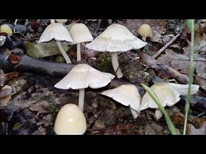 Germination of Psathyrella mushroom spores