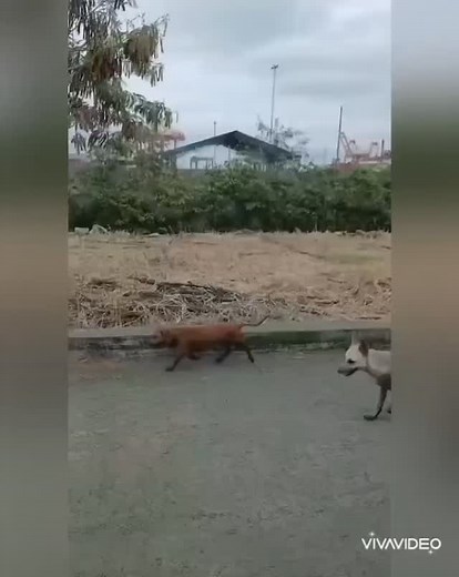 1K views · 967 reactions | Caso externo urgente URGENTE URGENTE ...