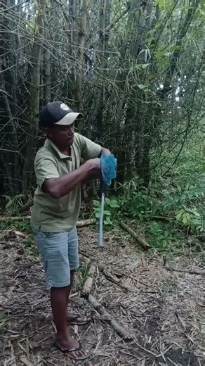 ada burung unik di dalam bambu #nature #viral# vidio