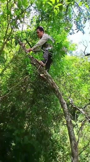 Dangerous tree climbing #climbing #nature #cat