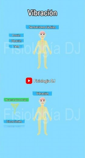 Sentidos somáticos | Receptores sensoriales | Vibración