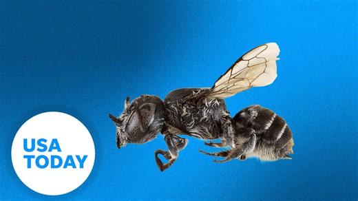 A newly discovered bee species has tiny devil-like horns. | Florida Today