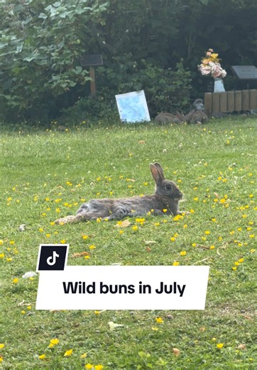 Wild Buns in July: Captivating Rabbit Footage