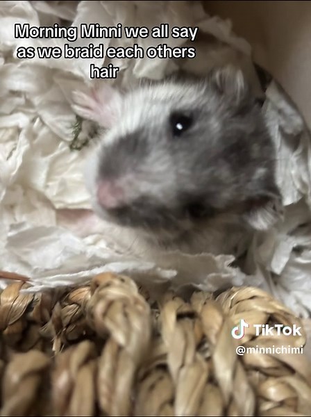 Hamster with Braids: Morning Hair Fun