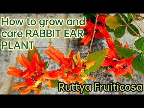 How to grow and care-Rabbit ear plant