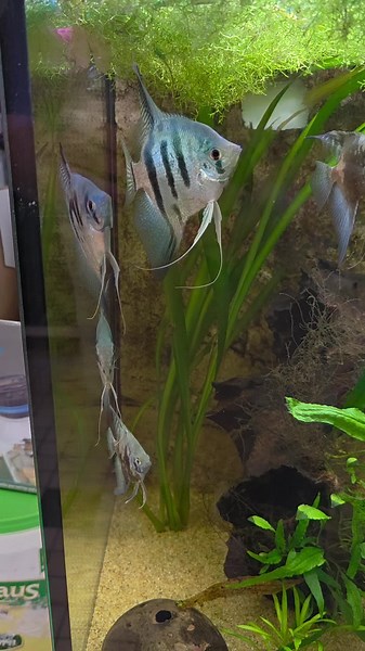 De maanvissen in de showbak beginnen aardig door te groeien. Daarom mogen ze nu verhuizen. Het gaat om 3x blue leopard wat grotere van  - 12 cm En om 4x smoke paraiba van  - 10cm groot Bij interesse graag even whatsappen 06-29131395 #aquariumgek #aquarium #aquariumhobby #aquariumvissen