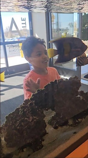 Visited the critters in this small aquarium 🐠🐟🥰❤️ He was amazed with the beautiful blue fish 🐟🐠